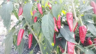 గుంటూరు మిర్చి రైతు  కష్టాలు, GUNTUR MIRCHI FARMERS