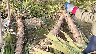 Big cansugar of the world