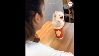 Funny and Cute Pomeranian ????