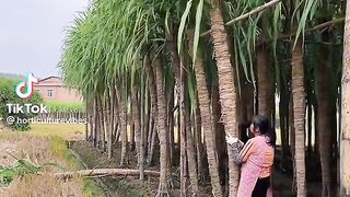 Bigist sugarcan of the world