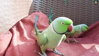 Funny Green Parrots Having Fun And Speaking In Urdu Hindi On Chair