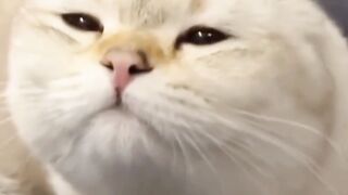 Cute kitten baby soo sweet ????????????
