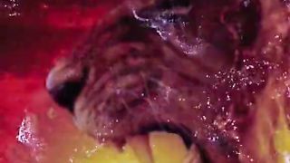 Animal video