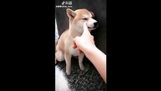 Tik Tok Puppies ???? Cute and Funny Dog Videos Compilation 2018