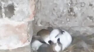 Rabbit baby video