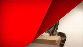 Let's Laugh for 5 Minutes | Funny Videos Compilation