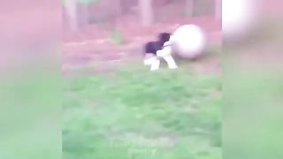 Best Funny Animals Videos 2023 ????Funniest Dogs And Cats Videos????????