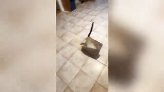 Best Funny Animals Videos 2023 ????Funniest Dogs And Cats Videos???????? part 2