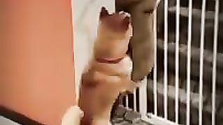 Funny Animals 2023 || New Videos Funniest Cats and Dogs part 3