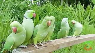 Beautiful parrots by birds lovers