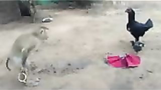monkies-funny-moments-that-will-make-you-laugh.