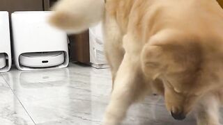 Cat action