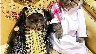 Cats marige