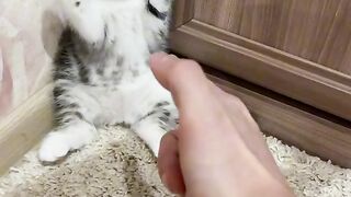 Playing with a kitten