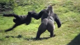 60 Interesting Animal Moments Caught On Camera