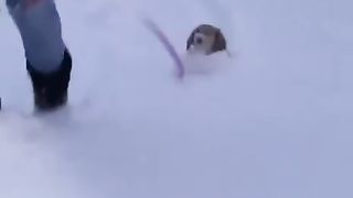 Приколы