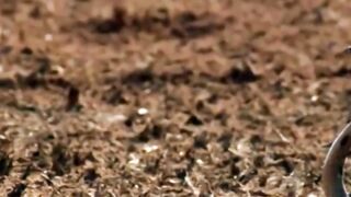 hunted king cobra snake vs rat