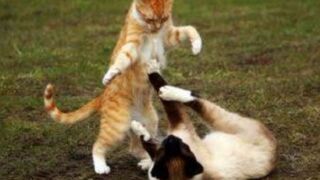 Dog and Cat Fighting