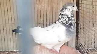 35 walay Kabootar Old Pakistani breed