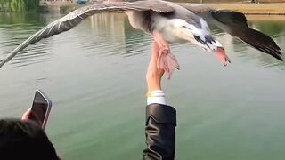 Unforgettable encounter with wild Goose