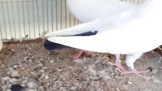 Indian Zakh Duma Pair Highflyer Pigeons