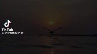 New short clip