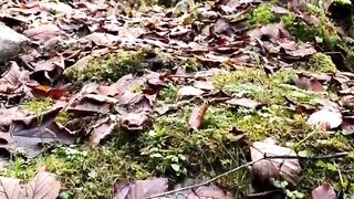 The Beauty of nature