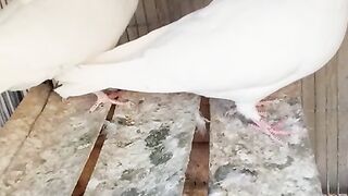 Kalchocha Pair No. 2 Highflyer Old Indian Pigeons