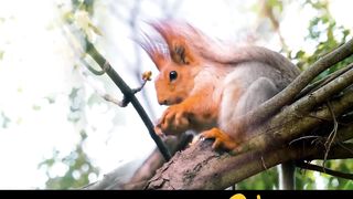 The Beautiful Amazon Rain Forest- Amazon Animals