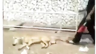 Funny video
