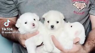 Kids dogs