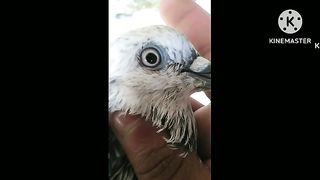 Kabutr bazi ||rawalpindi pigeon club