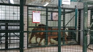 Al ain zoo