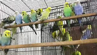 Hogoromo Budgies |Budgies Info