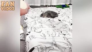 Милаха