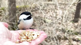 Black-capped Chickadees stop by for peanuts. The third Chickadee decides my thumb makes for a good launching pad.