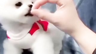 Cute dog