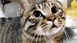 Jumping Cat