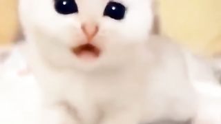 Funny cats and kittens video cute