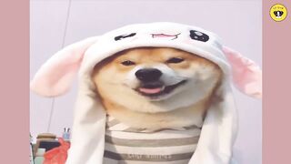 Funny dog videos, funny cat videos, funny animal videos, comedy videos, funny videos