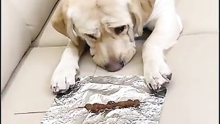 Funny and Cute Dog Video