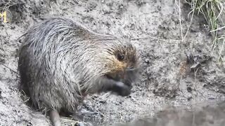 How American Farmers Deal With Millions Of Invasive Animals