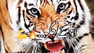 Urdu shayari stylish for all public