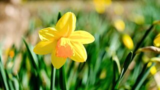 Daffodils in full swing
