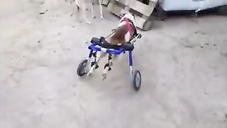 Magic SAY GABREY HAWAM KA AK NEW AND AS WITH DOG