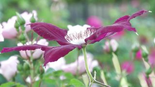 Lily flower