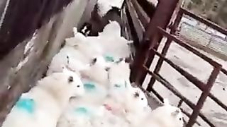 THE DOG AK SWHEEP WORKER