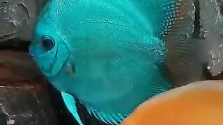 Ikan dishcus