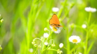 Butterfly fluttering around flowers