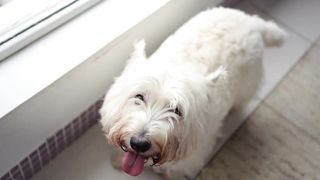 pets & Animals dogs